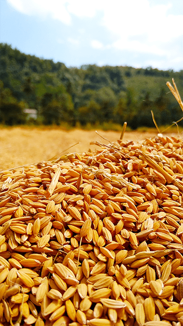 produzione materie prime